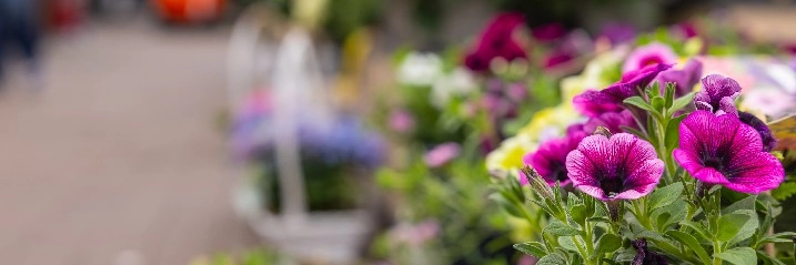 Nahaufnahme von pinken Petunien in einem Gartencenter.